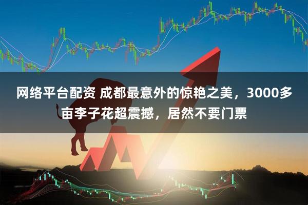 网络平台配资 成都最意外的惊艳之美，3000多亩李子花超震撼，居然不要门票